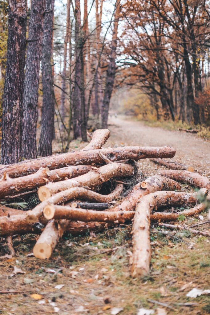 autumn landscape forest path felled trees