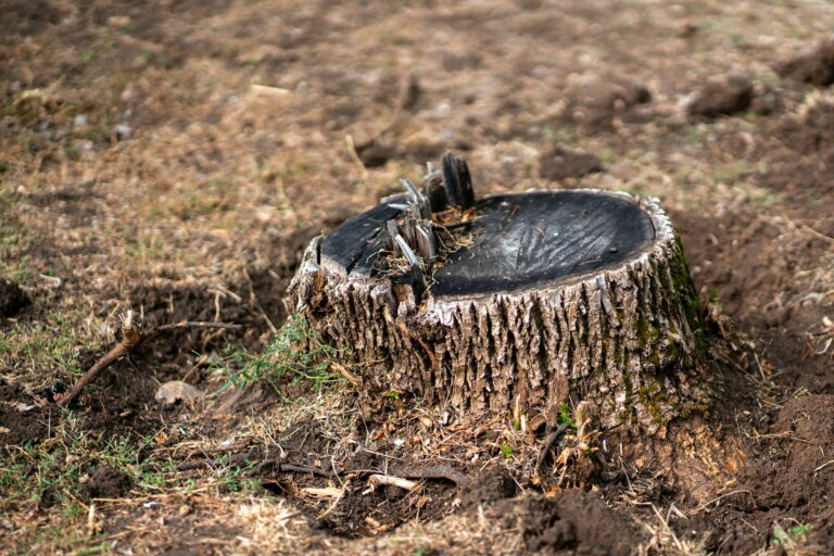 cut tree stump, environment problem of forest disaster