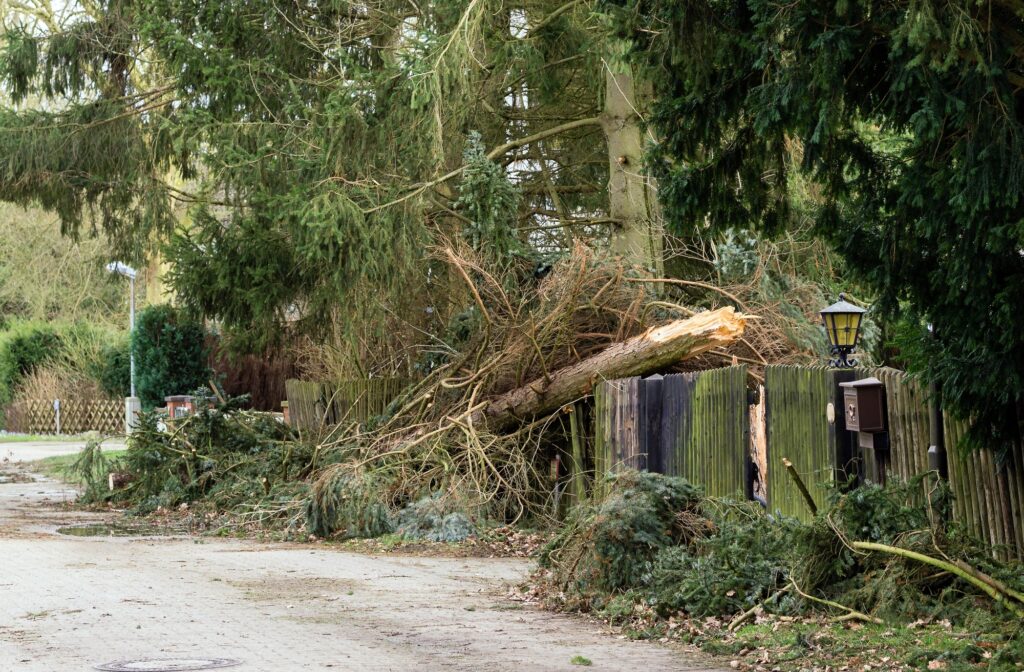 Fallen Tree Storm Damage